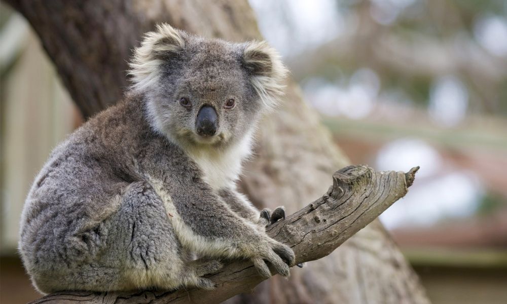 Facts about Australian animals