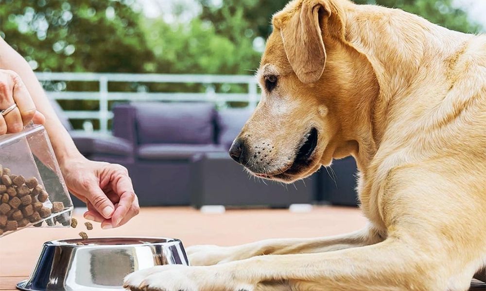 Signs that your dog is depressed
