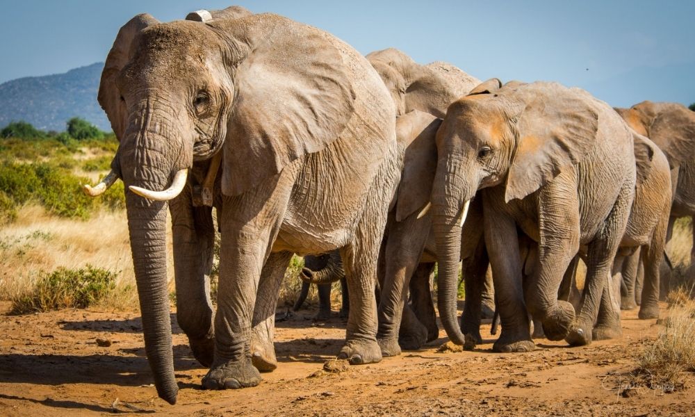 How do animals choose their leaders?