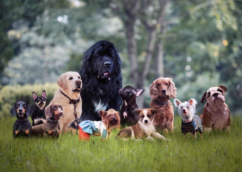 the most numerous animals