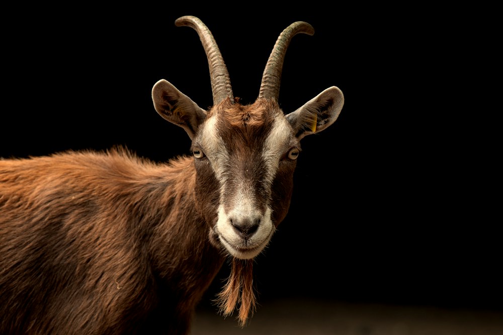 the most numerous animals