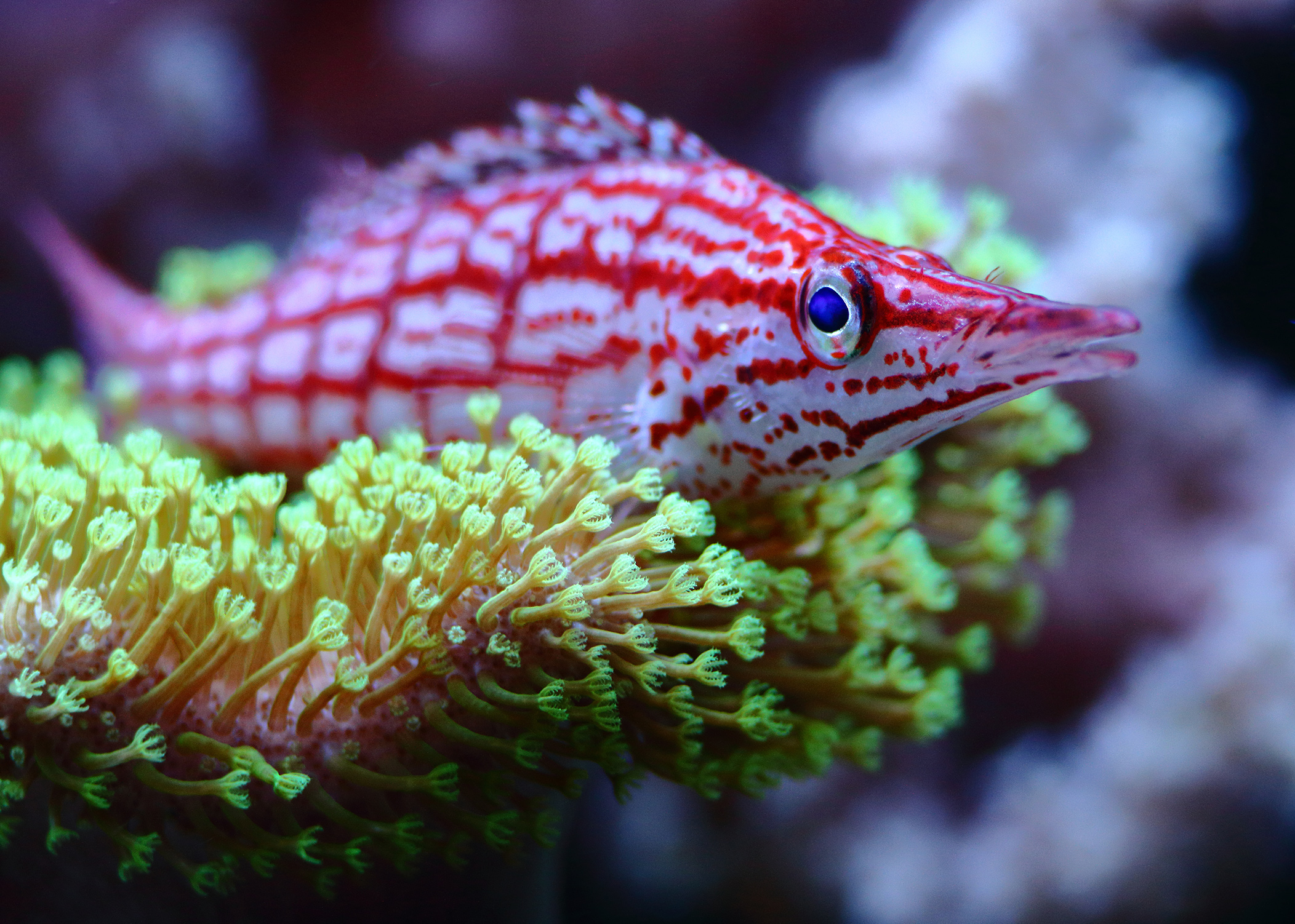 animals that change sex