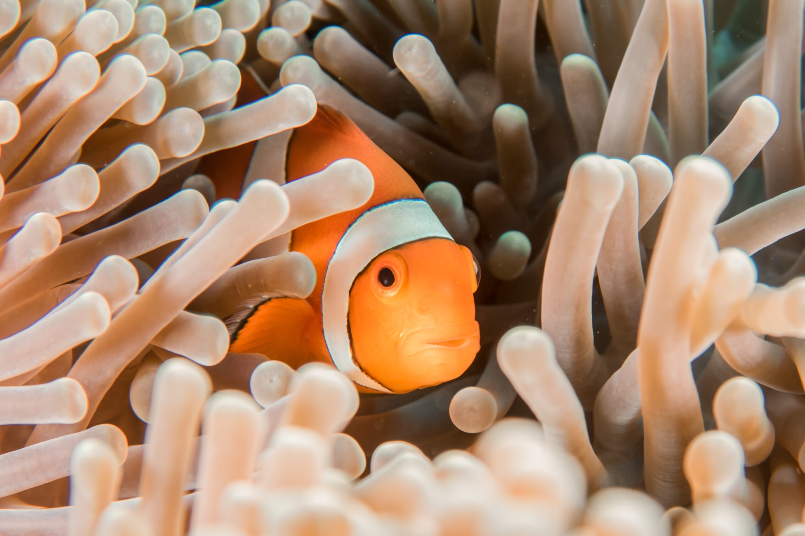 animals that change sex