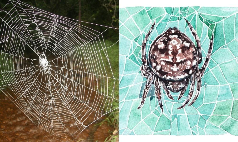 About the web