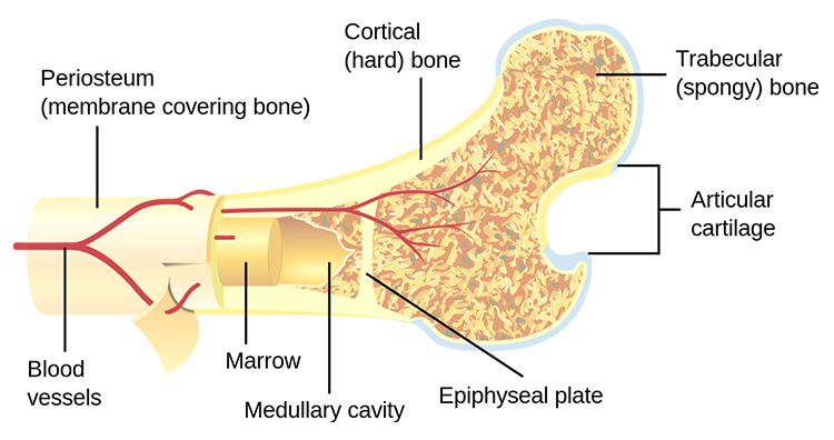 Cross section of bone Bone cross-section