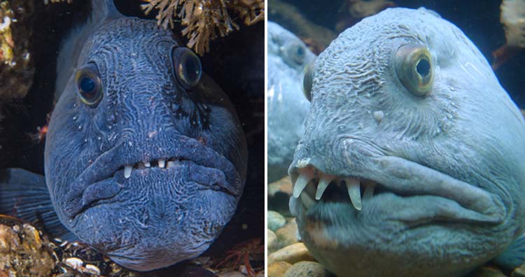 Wolf fish