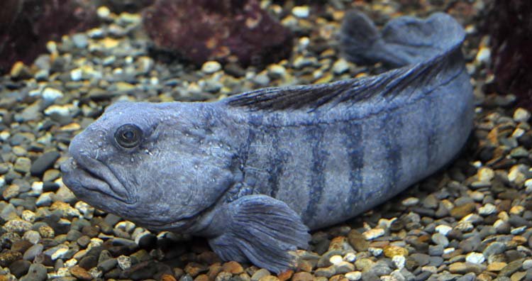 Wolf fish