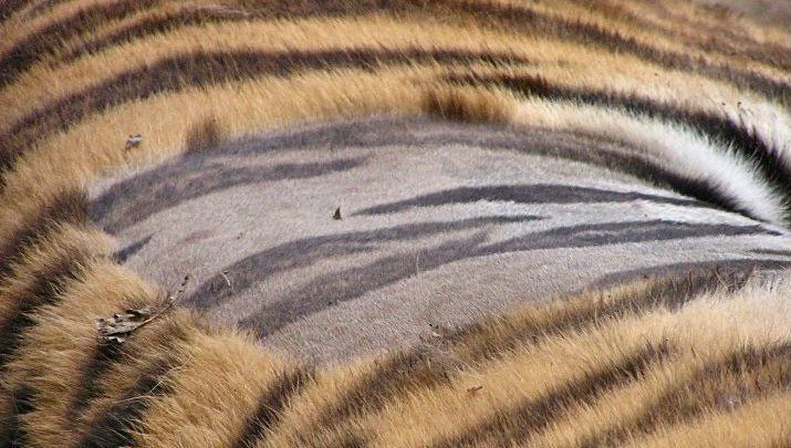 tiger skin