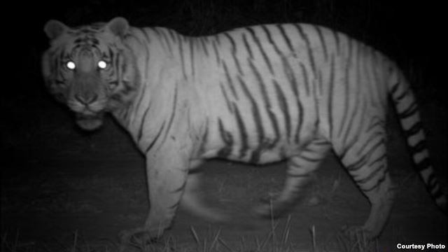 Tiger Vision