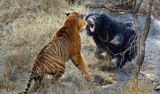 Tiger and Bear