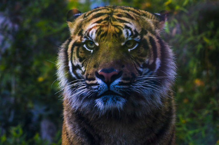 The tiger is a loner. Tiger's solitary nature