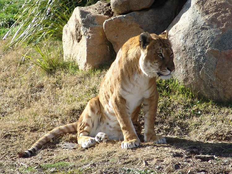 Tigon breed Tigon breed