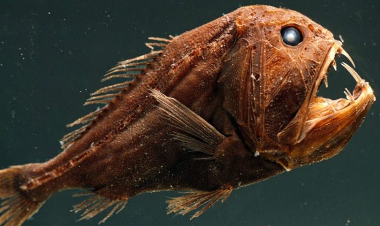 Fangtooth fish