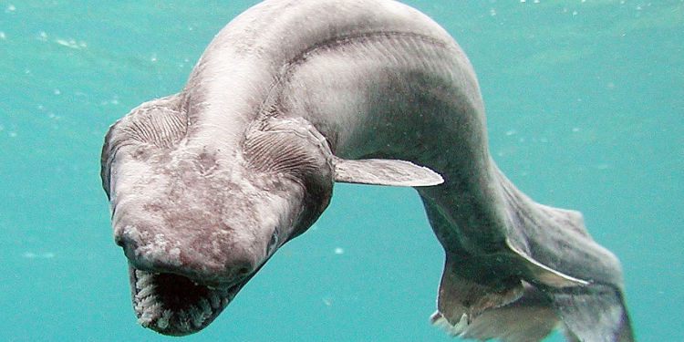 Frilled shark