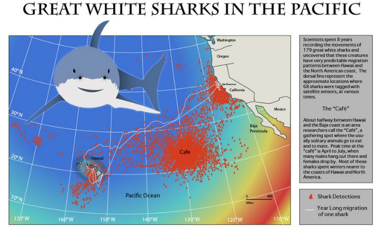 White Shark Cafe