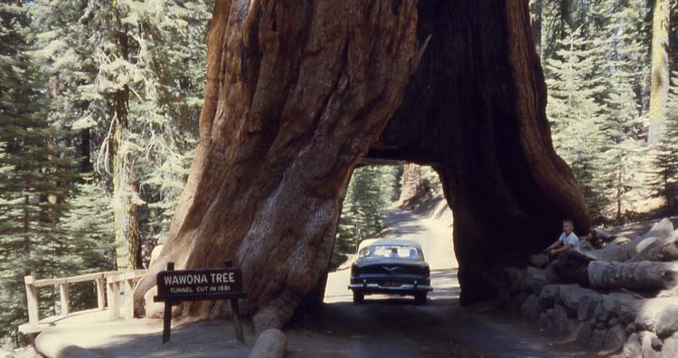 Туннельное дерево Вавона Wawona tunnel tree