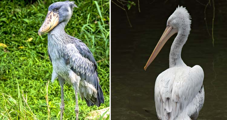Китоглав Shoebill