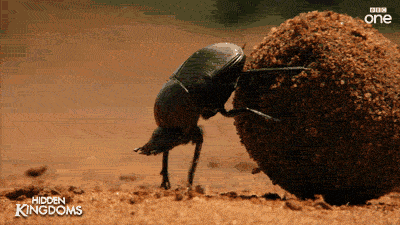 Large copper dung beetle Large Copper Dung Beetle